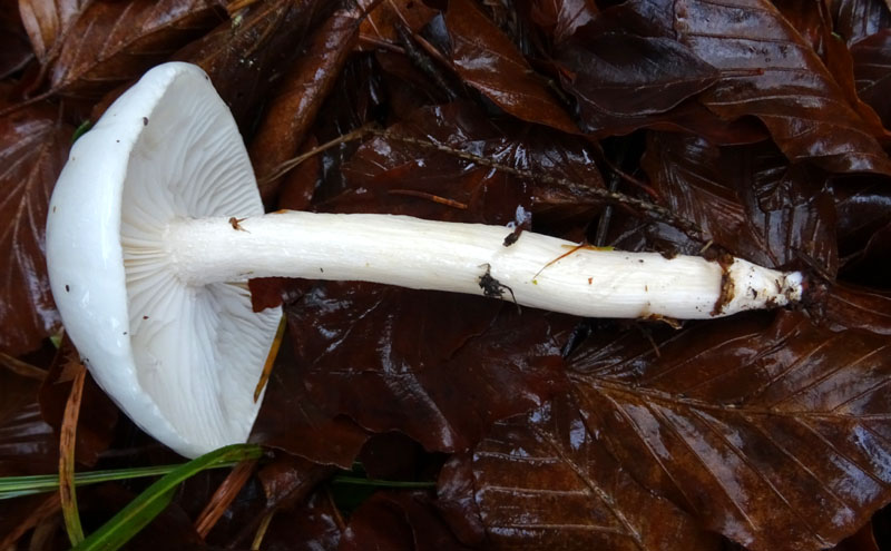 Hygrophorus eburneus